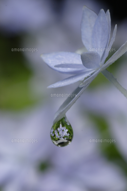 水滴に映ったヤマアジサイ 七段花 の花 の写真素材 イラスト素材 アマナイメージズ