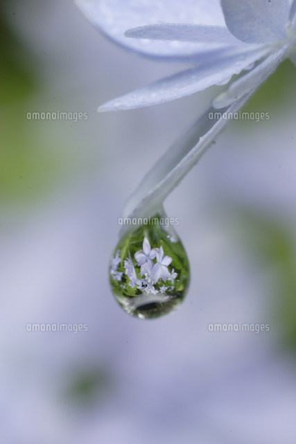 水滴に映ったヤマアジサイ 七段花 の花 の写真素材 イラスト素材 アマナイメージズ