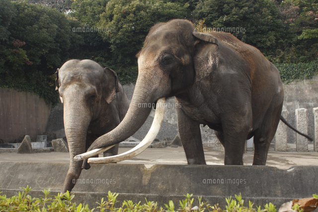アジアゾウ インドゾウ のオス 右 とメス の写真素材 イラスト素材 アマナイメージズ