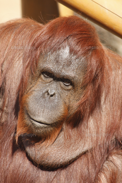 オランウータンの顔 メス の写真素材 イラスト素材 アマナイメージズ