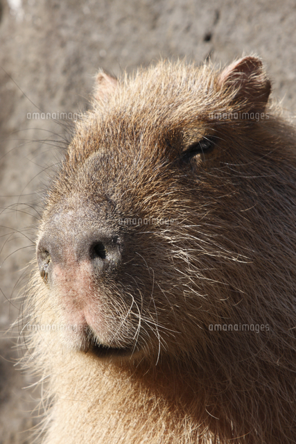 カピバラ 顔 の写真素材 イラスト素材 アマナイメージズ