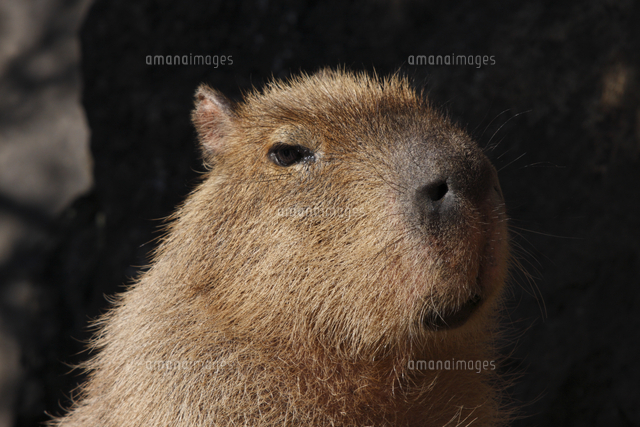 カピバラ 顔 アップ の写真素材 イラスト素材 アマナイメージズ