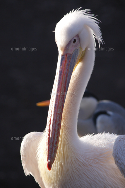 モモイロペリカン 羽づくろい の写真素材 イラスト素材 アマナイメージズ