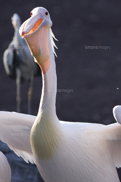 モモイロペリカン 餌を口に入れる の写真素材 イラスト素材 アマナイメージズ