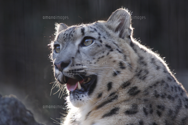 ユキヒョウの顔 の写真素材 イラスト素材 アマナイメージズ