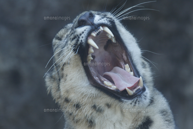 ユキヒョウの牙 の写真素材 イラスト素材 アマナイメージズ