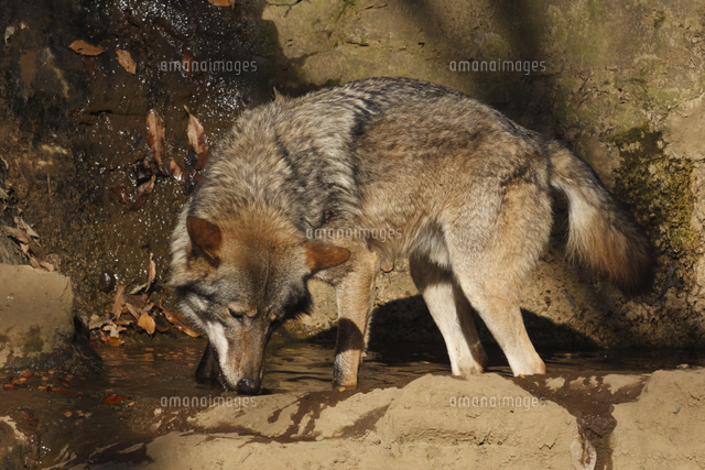 ヨーロッパオオカミ 水を飲む の写真素材 イラスト素材 アマナイメージズ