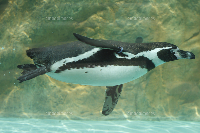 フンボルトペンギン 水中 の写真素材 イラスト素材 アマナイメージズ