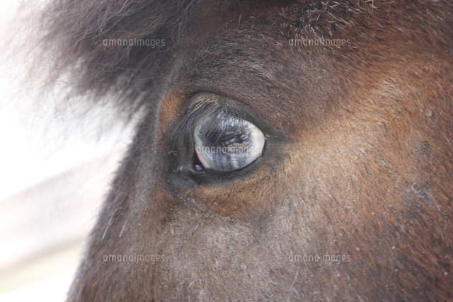 ポニーの目 の写真素材 イラスト素材 アマナイメージズ