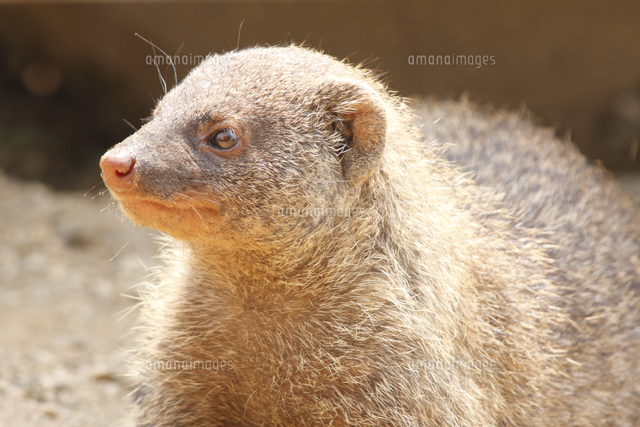 コビトマングースの顔 の写真素材 イラスト素材 アマナイメージズ