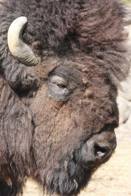 アメリカバイソンの顔 オス の写真素材 イラスト素材 アマナイメージズ