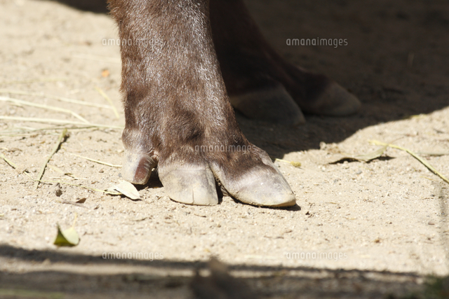 アメリカバクのひずめ 後ろ足 の写真素材 イラスト素材 アマナイメージズ