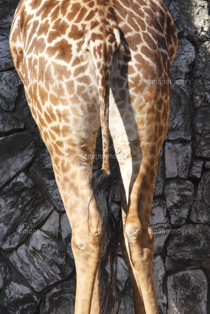 マサイキリンの尾 の写真素材 イラスト素材 アマナイメージズ