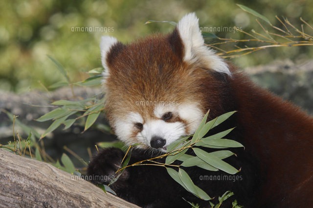 笹を食べるレッサーパンダ の写真素材 イラスト素材 アマナイメージズ