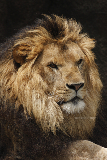 ライオン オスの顔 の写真素材 イラスト素材 アマナイメージズ