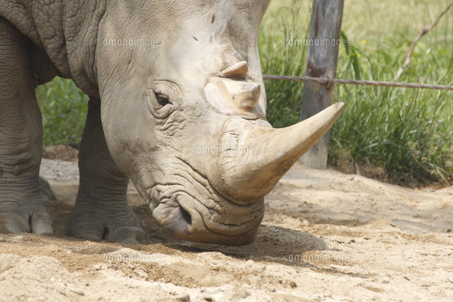 シロサイの角[32182009381]の写真・イラスト素材｜アマナイメージズ