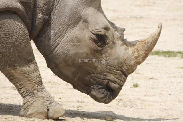 シロサイの口[32182009453]の写真・イラスト素材｜アマナイメージズ