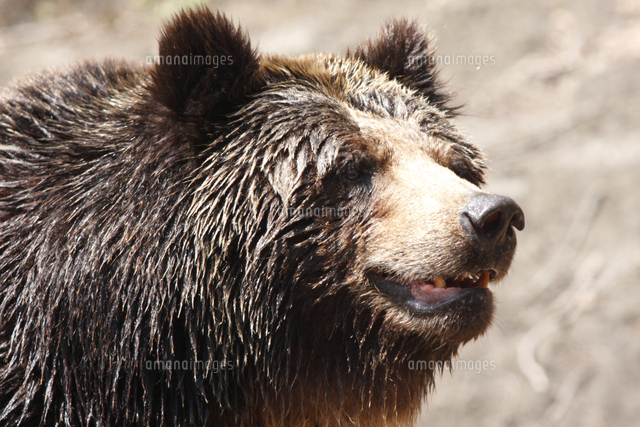 ヒグマの顔 の写真素材 イラスト素材 アマナイメージズ