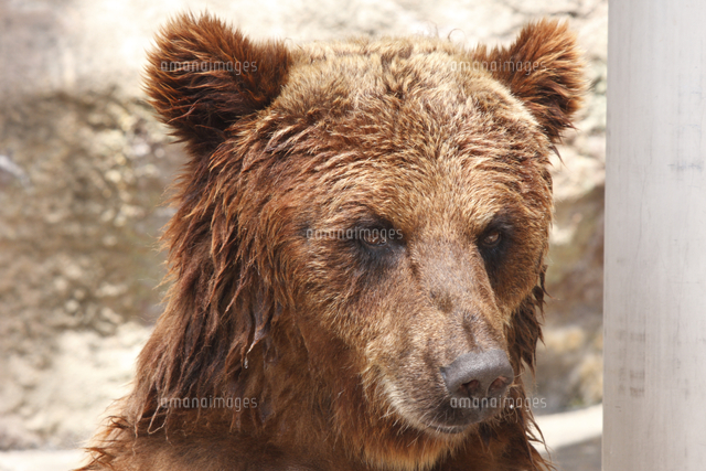 ヒグマの顔 の写真素材 イラスト素材 アマナイメージズ