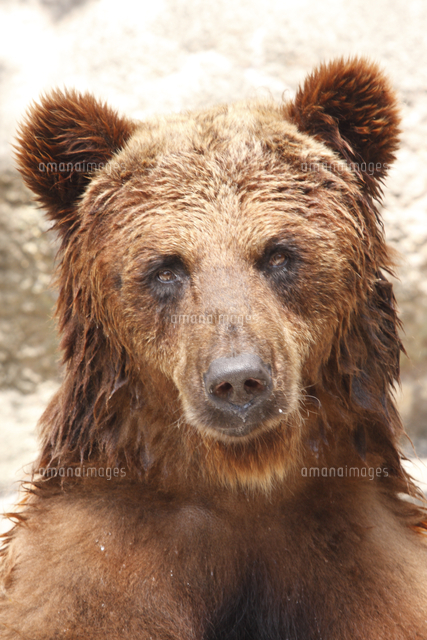 ヒグマの顔 の写真素材 イラスト素材 アマナイメージズ