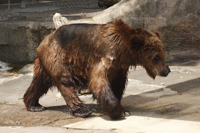 ヒグマ の写真素材 イラスト素材 アマナイメージズ