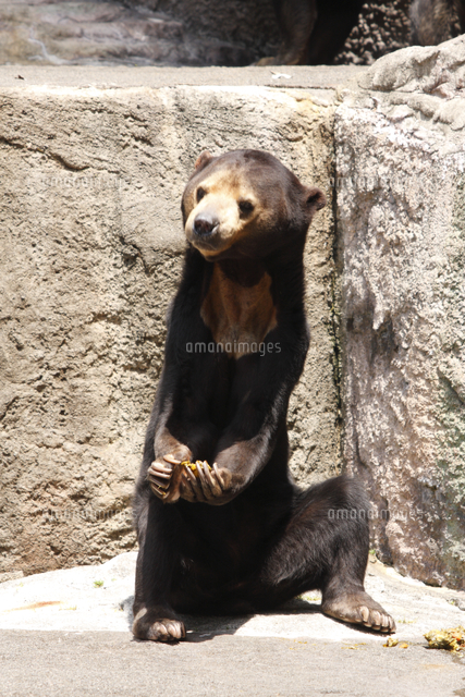 マレーグマ の写真素材 イラスト素材 アマナイメージズ