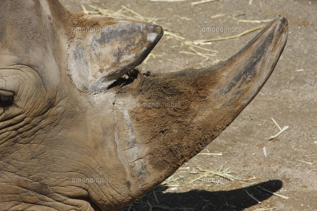 シロサイの角 毛が変化したもの 32182009373 の写真素材 イラスト素材 アマナイメージズ