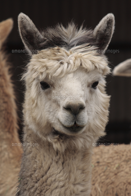 アルパカ 顔アップ の写真素材 イラスト素材 アマナイメージズ