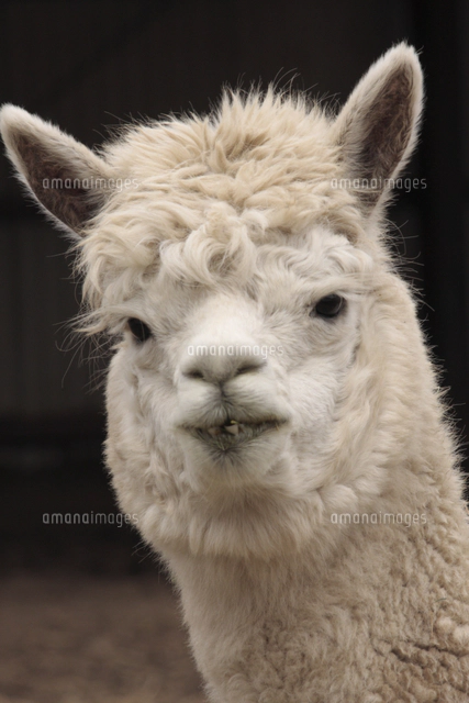 alpaca」の写真・イラスト素材｜アマナイメージズ