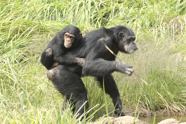 チンパンジーの親子 子を背負って歩く[32182010346]の写真・イラスト