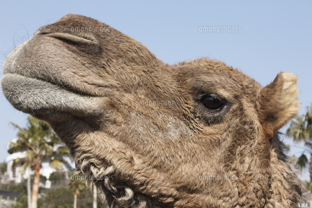 ヒトコブラクダ 顔アップ の写真素材 イラスト素材 アマナイメージズ