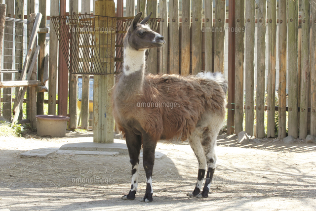 ラマ の写真素材 イラスト素材 アマナイメージズ