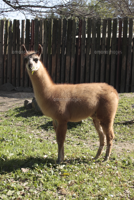 ラマ の写真素材 イラスト素材 アマナイメージズ