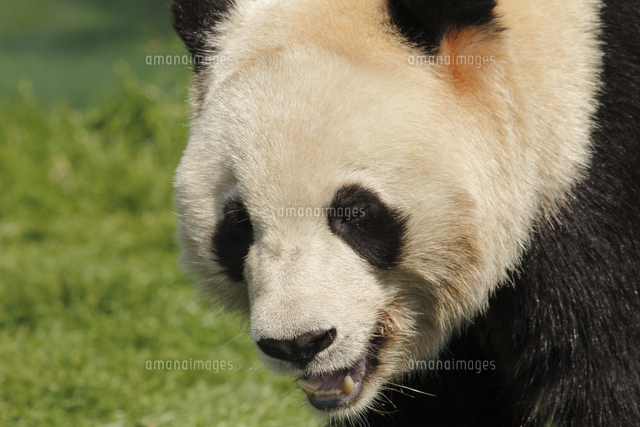ジャイアントパンダ 顔アップ の写真素材 イラスト素材 アマナイメージズ