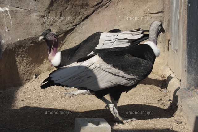 日本画 アンデスコンドル 鳥 赤 B1サイズ 【公式通販】