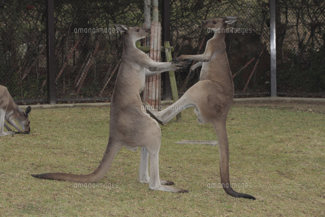 クロカンガルー 戯れ キックボクシング の写真素材 イラスト素材 アマナイメージズ