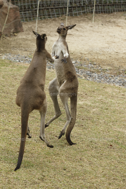クロカンガルー 戯れ キックボクシング の写真素材 イラスト素材 アマナイメージズ