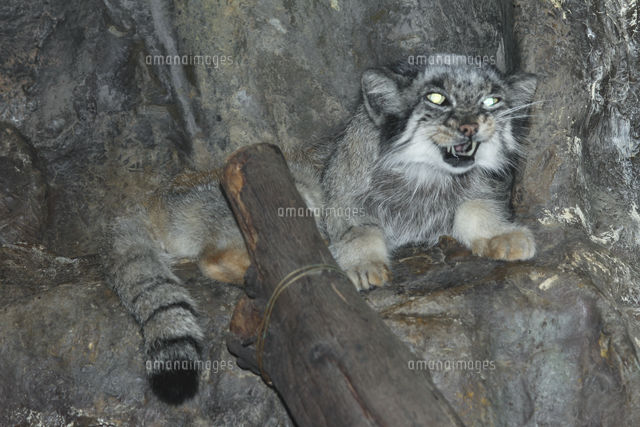 マヌルネコ の写真素材 イラスト素材 アマナイメージズ マヌルネコ の写真素材 イラスト素材 アマナイメージズ