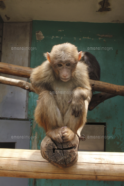 チベットモンキー 若 の写真素材 イラスト素材 アマナイメージズ