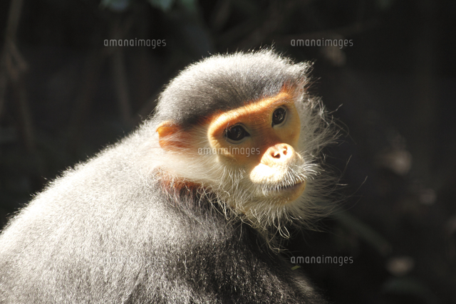 アカアシドゥクラングール 顔 の写真素材 イラスト素材 アマナイメージズ