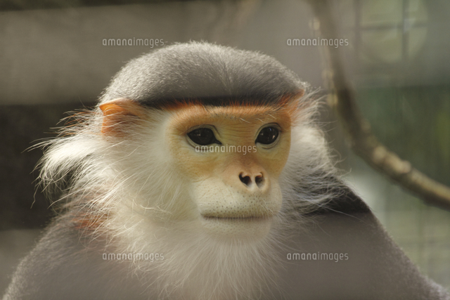 アカアシドゥクラングール の写真素材 イラスト素材 アマナイメージズ