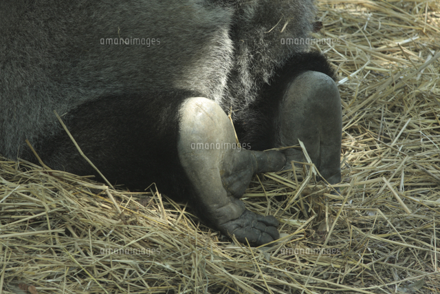 ニシゴリラ ニシローランドゴリラ オスの足の裏 の写真素材 イラスト素材 アマナイメージズ