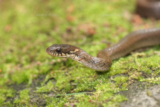 ヒバカリ の写真素材 イラスト素材 アマナイメージズ