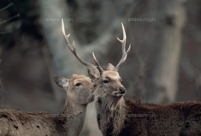 ニホンジカ（ホンシュウジカ） 角突きあい[32182013961]の写真