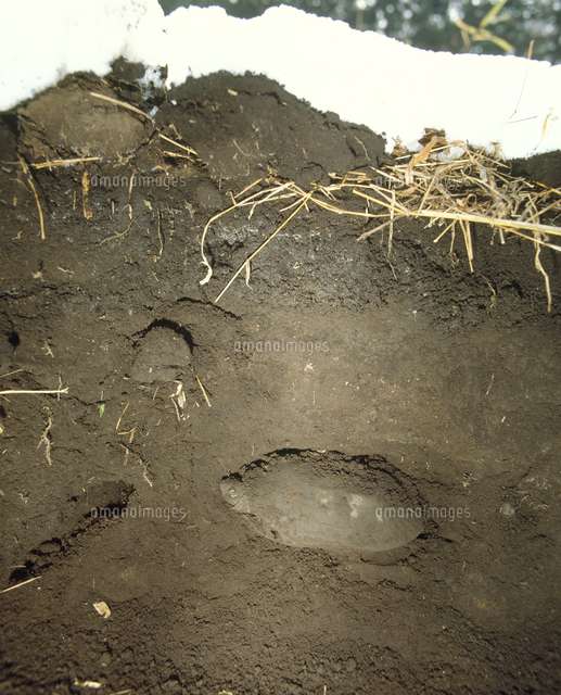 冬眠するクサガメ の写真素材 イラスト素材 アマナイメージズ