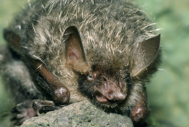 テングコウモリの顔 の写真素材 イラスト素材 アマナイメージズ