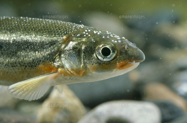 ウグイのオス 追星 の写真素材 イラスト素材 アマナイメージズ