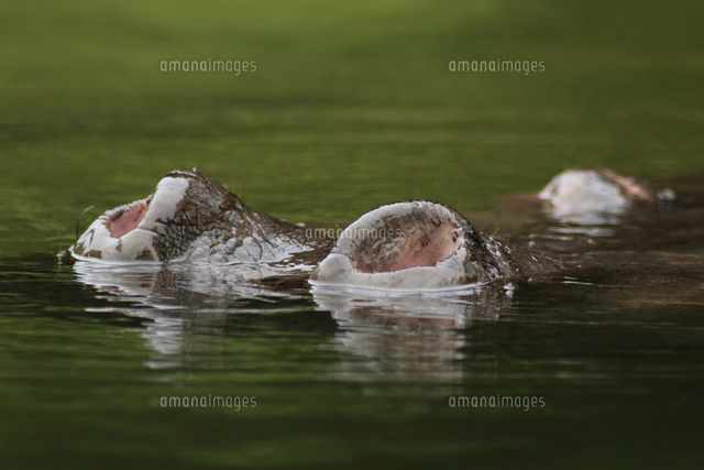 水中から鼻を出して呼吸するカバ 鼻腔を広げる アップ の写真素材 イラスト素材 アマナイメージズ