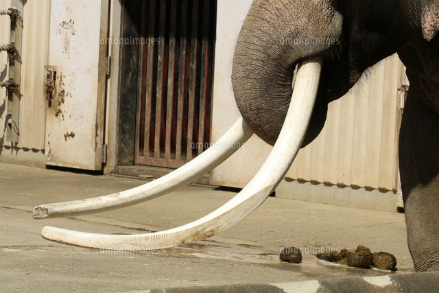 インドゾウのオスの牙 1 7m 日本国内最大 の写真素材 イラスト素材 アマナイメージズ