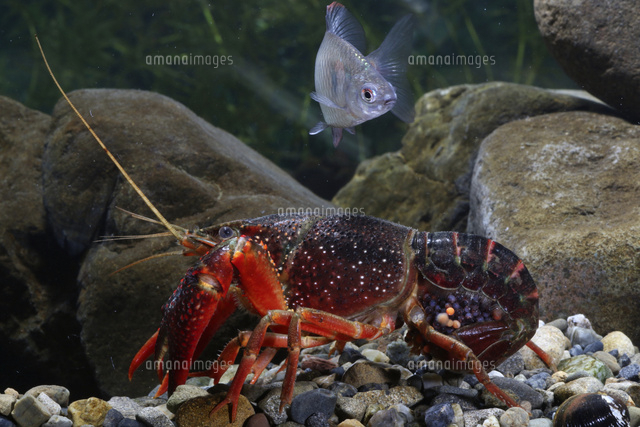 抱卵中のアメリカザリガニ 産卵後約12日目 タナゴがくる の写真素材 イラスト素材 アマナイメージズ 抱卵中のアメリカザリガニ 産卵後約12日目 タナゴがくる の写真素材 イラスト素材 アマナイメージズ